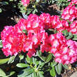 Rhododendron Yakusimanum Hybr. - rosa: Bild 4/5