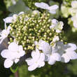 Viburnum macrocephalum 'Keteleerii': Bild 3/7