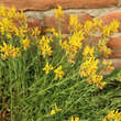 Genista tinctoria 'Humifusa': Bild 3/4