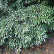Prunus laurocerasus 'Zabeliana': Bild 1/1