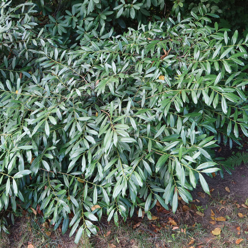 Kirschlorbeer - Prunus laurocerasus 'Zabeliana' - 250/300