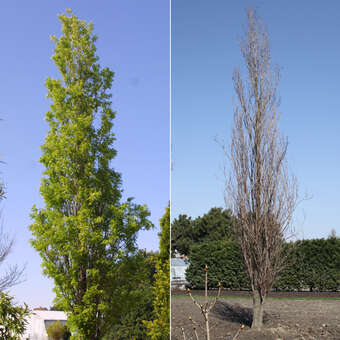 Robinia pseudoacacia 'Pyramidalis'