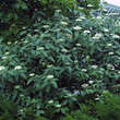 Viburnum rhytidophylloides 'Willowwood': Bild 4/5