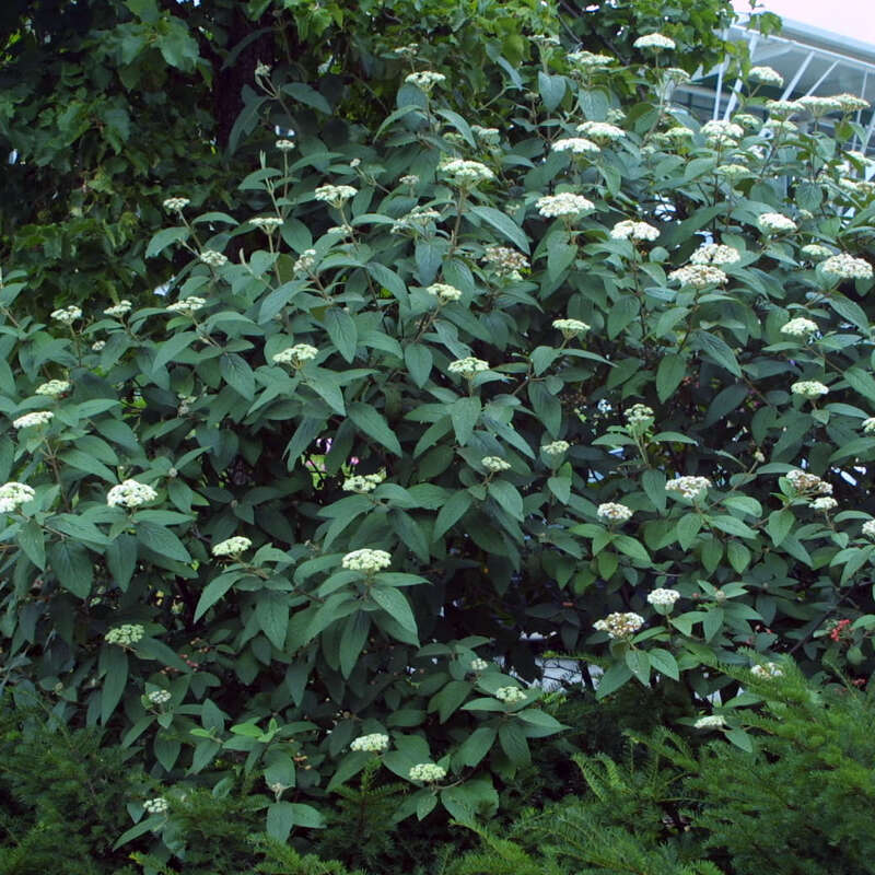 Immergrüner Schneeball Viburnum rhytidophylloides 'Willowwood' weiß