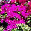 Azalea Japan Hybride - violett: Bild 4/4