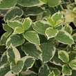 Philadelphus coronarius'Variegatus': Bild 1/2