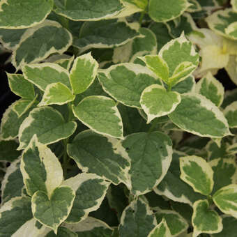 Philadelphus coronarius'Variegatus'