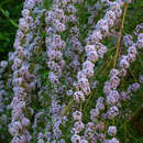 Buddleja alternifolia - Kaskaden-Sommerflieder