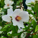 Philadelphus 'Belle Etoile' - Pfeifenstrauch, Falscher Jasmin