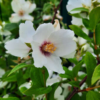 Philadelphus 'Belle Etoile'