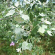 Populus alba 'Nivea': Bild 3/5