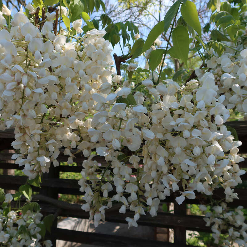 Blauregen - Wisteria brachybotrys 'Shiro-kapitan' - wei