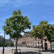 Ailanthus altissima: Bild 7/7