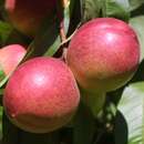 Prunus nucipersica 'Nektared 6' - Nektarine