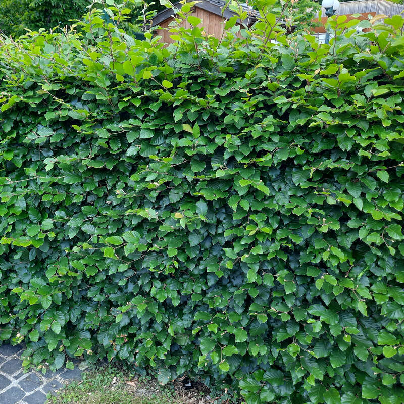 Heimische Buche - Fagus sylvatica - grn