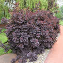 Cotinus coggygria 'Royal Purple' - Roter Perückenstrauch