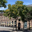 Ailanthus altissima: Bild 1/7