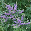 Vitex agnus-castus: Bild 1/1