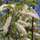 Prunus padus 'Watereri' - Schmetterlingskirsche