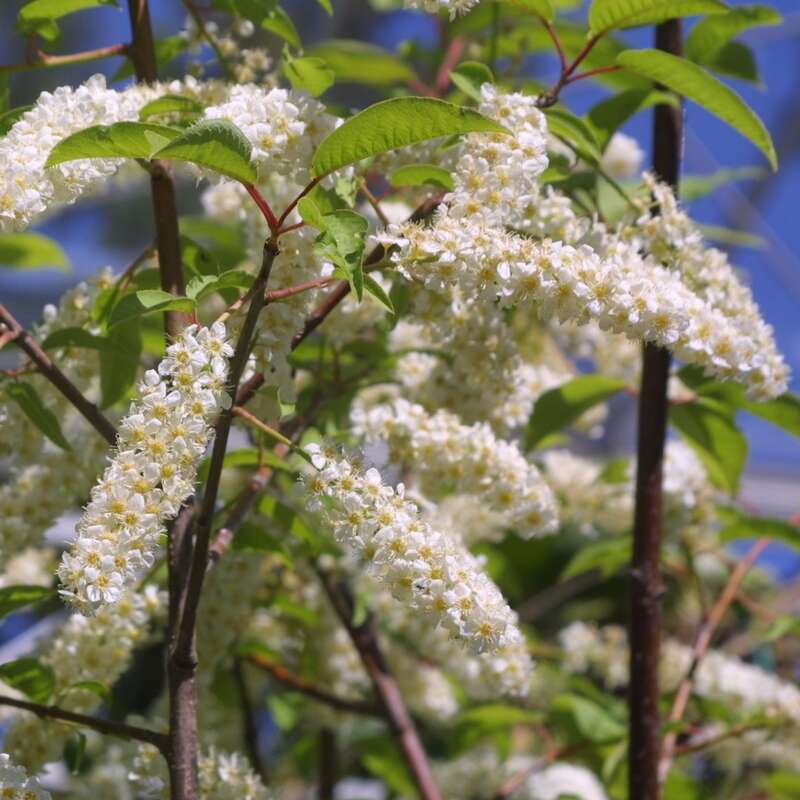 prunus padus watereri