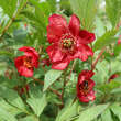 Paeonia delavayi: Bild 4/7