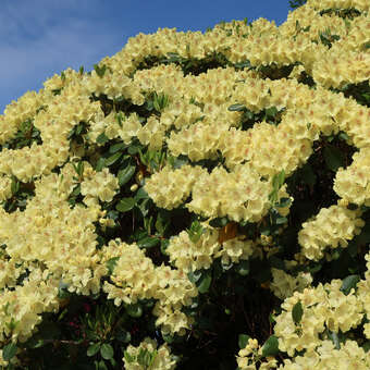 Rhododendron - Rhododendron Hybride - gelb PG2 - gelb