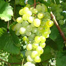 Vitis vinifera 'Zala' - Weinrebe