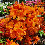 Azalea Großblumig - orange - Hohe Gartenazalee