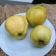 Malus dom. 'Mauthausener Limoni': Bild 1/1
