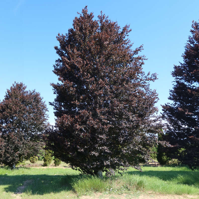 Pyramiden-Blutbuche - Fagus sylvatica 'Rohanii'