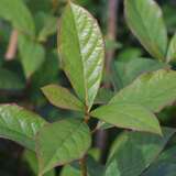 Nyssa sylvatica - Tupelobaum