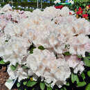 Rhododendron Yakusimanum Hybr. - weiß - Berg-Rhododendron