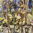 Salix caprea 'Pendula'(Kilmarnock): Bild 2/5