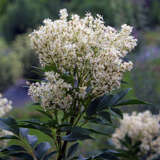 Fraxinus bungeana 'Franz' - Chinesische Blumenesche