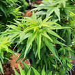 Acer palmatum 'Mikawa-yatsubusa': Bild 6/9