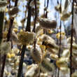 Salix caprea 'Pendula'(Kilmarnock): Bild 3/5