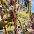 Salix caprea 'Pendula'(Kilmarnock): Bild 4/5
