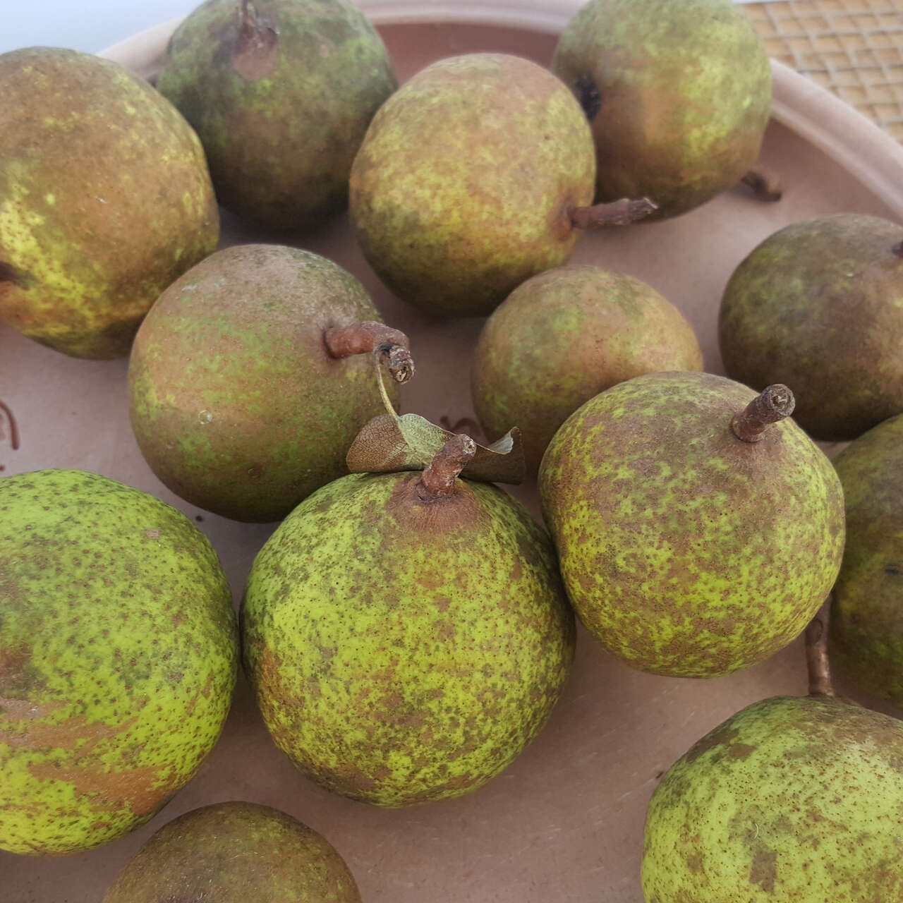 Wildbirne Pyrus communis weiß