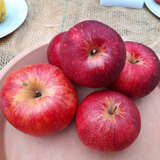 Malus domestica 'Santana' - Herbstapfel