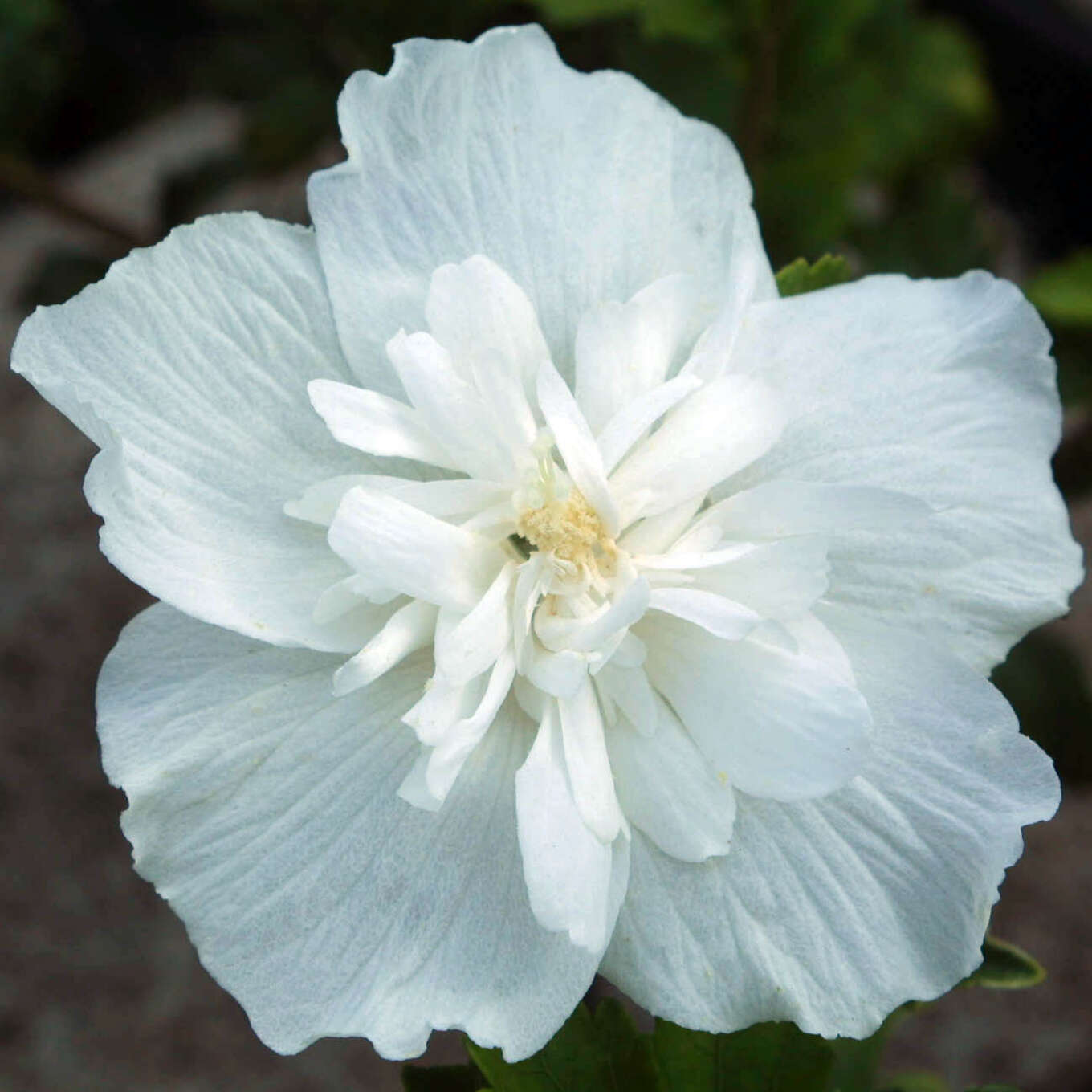 Eibisch Hibiscus syriacus 'White Chiffon' weiß