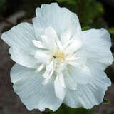 Hibiscus syriacus 'White Chiffon' - Eibisch