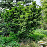 Acer palmatum 'Mikawa-yatsubusa' - Japanischer Fächerahorn