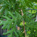Quercus frainetto - Ungarische Eiche