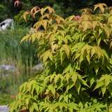 Acer palmatum 'Osakazuki' - Japanischer Ahorn