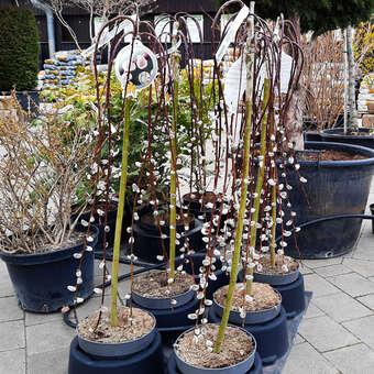 Hänge-Palmkätzchen - Salix caprea 'Pendula'