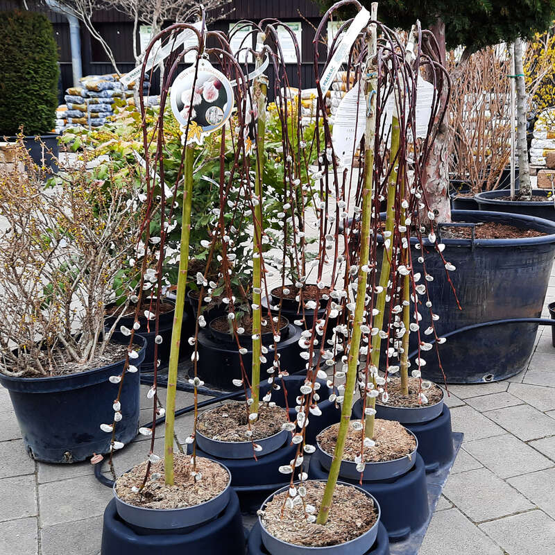 Hänge-Palmkätzchen - Salix caprea 'Pendula'