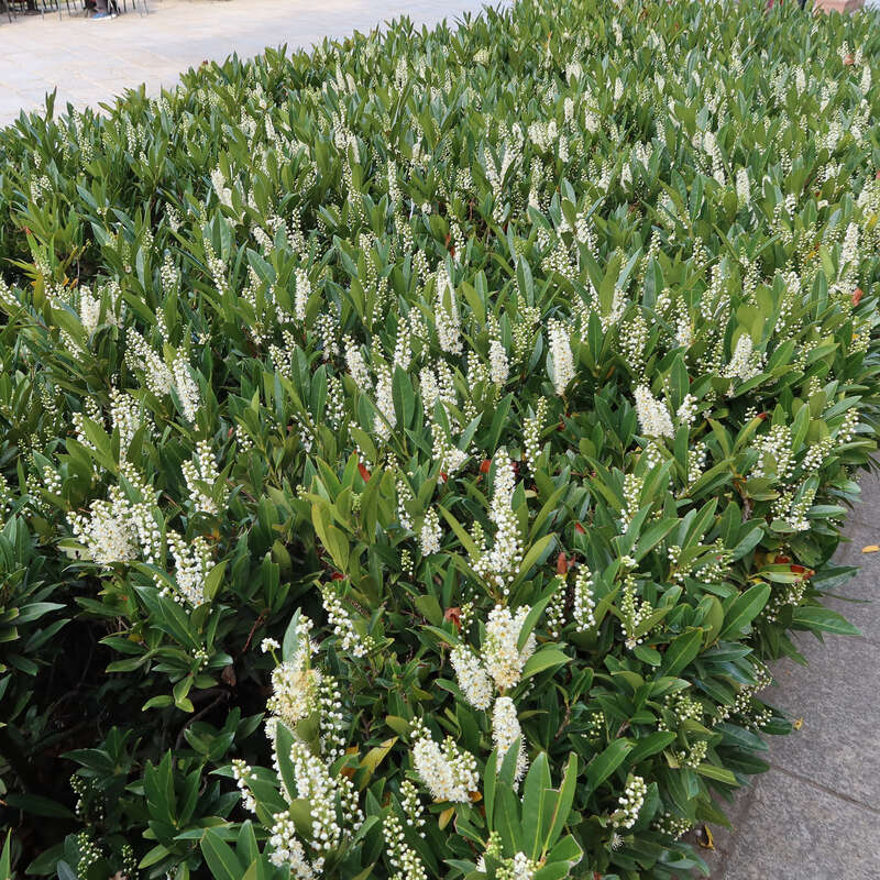 Kirschlorbeer - Prunus laurocerasus 'Otto Luyken' - wei