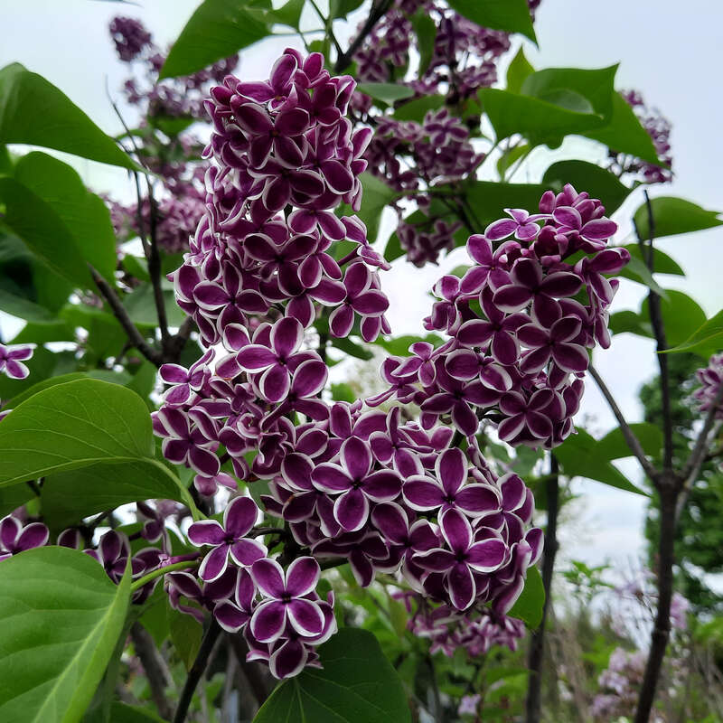 Edelflieder - einfachblhend - Syringa vulgaris 'Sensation' - mehrfrbig