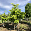 Zelkova serrata 'Ogon': Bild 4/4