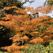 Acer palmatum 'Scolopendriifolium': Bild 10/11